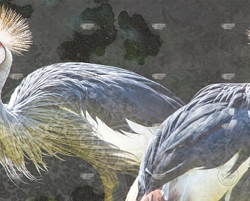 Уникальные обои Creativespace Birds