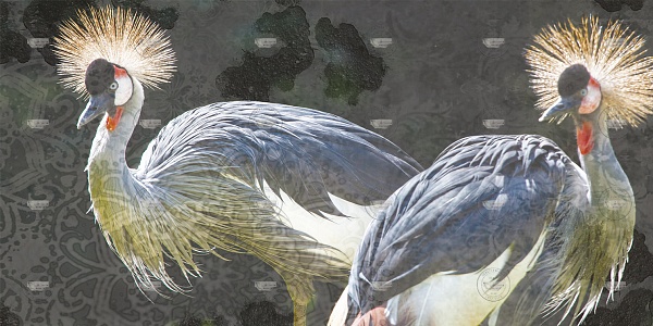Уникальные обои Creativespace Birds
